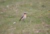 Wheatear at Gunners Park (Steve Arlow) (68870 bytes)